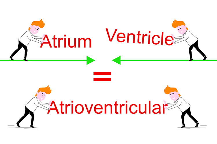 Mnemonic showing atrium and ventricular together makes atrioventricular